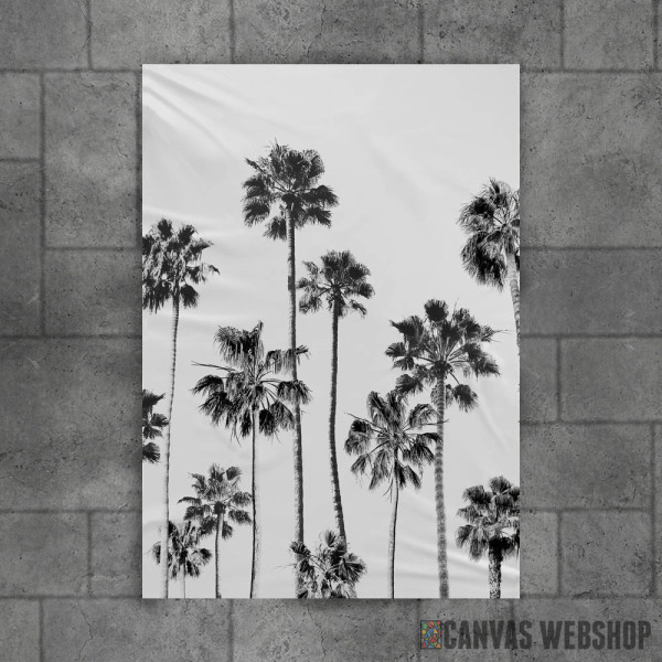 Black And White Palms Black And White Palms