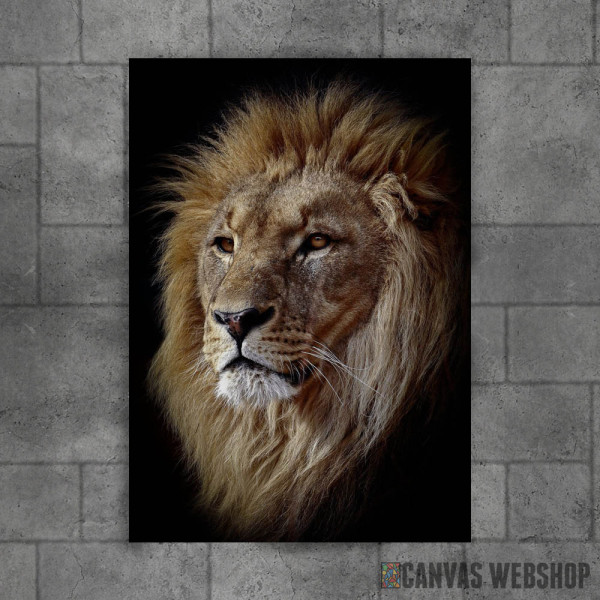 East African lion head East African lion head