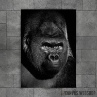 Gorilla black face Gorilla black face