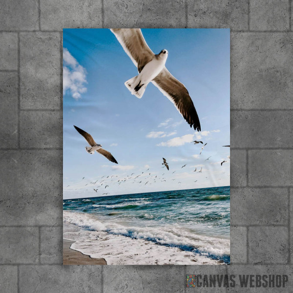 Seagull