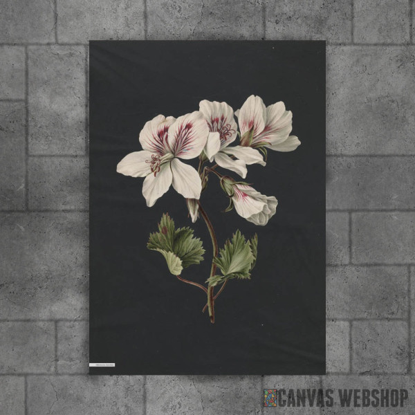 Vintage illustration of flowers 2 Vintage illustration of flowers 2