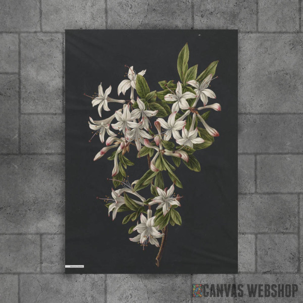 Vintage illustration of flowers Vintage illustration of flowers