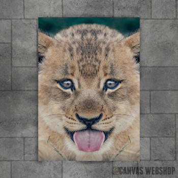 baby lion