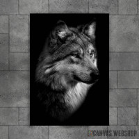 black wild wolf