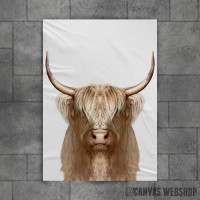 white wild Buffalo