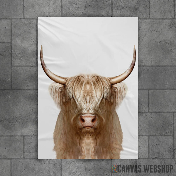 white wild Buffalo white wild Buffalo