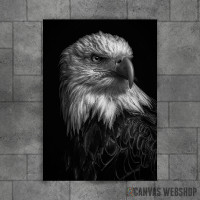 wild eagle head wild eagle head