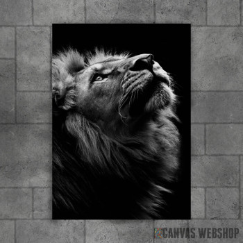 wild lion face 2 wild lion face 2