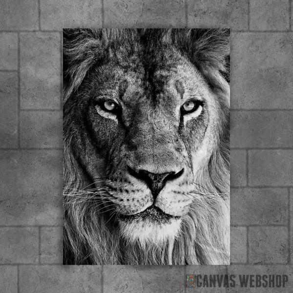 wild lion face wild lion face