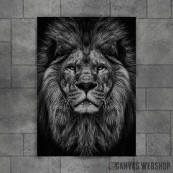 wild lion head