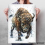 Buffalo watercolor