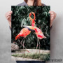 Flamingos Flamingos