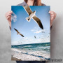 Seagull