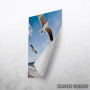 Seagull