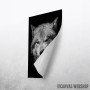 Wild angry black wolf face Wild angry black wolf face