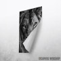 wild lion face wild lion face