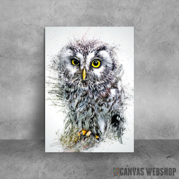 Little owl Little owl