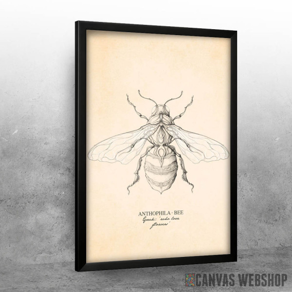 Anthophila Bee Anthophila Bee