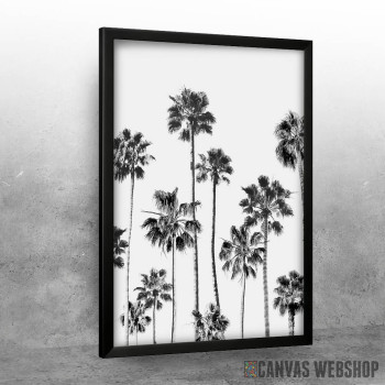 Black And White Palms Black And White Palms
