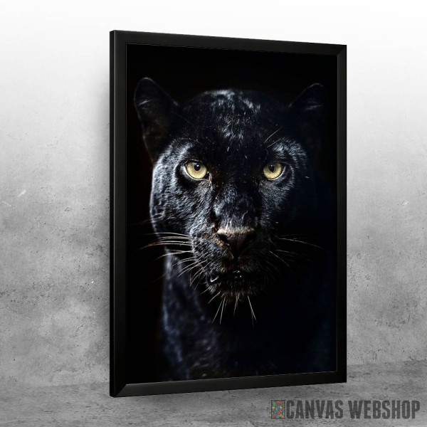 Black panther animal Black panther animal