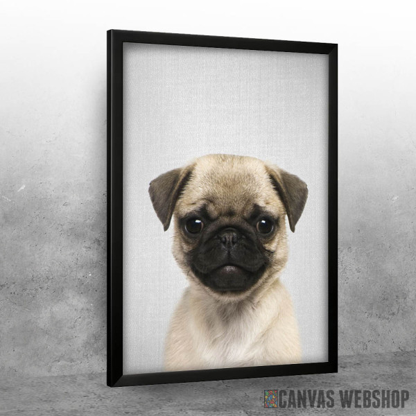 Pug Puppy Colorful Pug Puppy Colorful