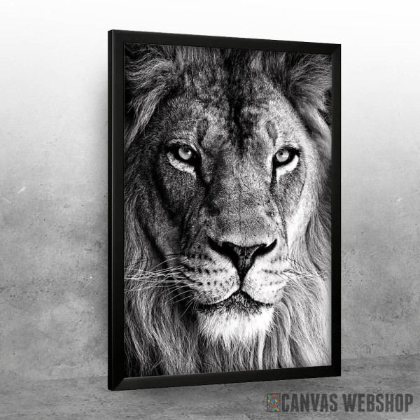 wild lion face wild lion face