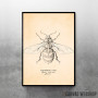 Anthophila Bee Anthophila Bee
