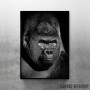 Gorilla black face
