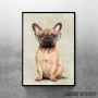 Mr French Bulldog