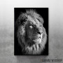 black lion king