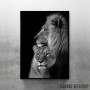 lions Love black and white 2 lions Love black and white 2