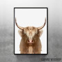 white wild Buffalo white wild Buffalo