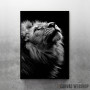 wild lion face 2 wild lion face 2