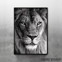 wild lion face wild lion face