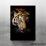wild tiger face wild tiger face