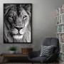 wild lion face wild lion face
