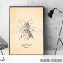 Anthophila Bee Anthophila Bee