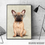 Mr French Bulldog