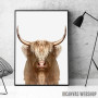 white wild Buffalo white wild Buffalo