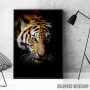 wild tiger face wild tiger face