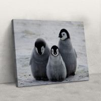 Tri mala pingvina