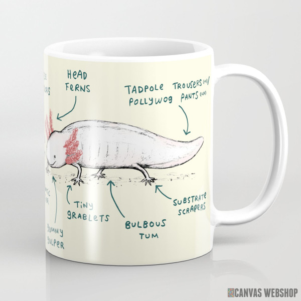 Šolja Anatomija aksolotla