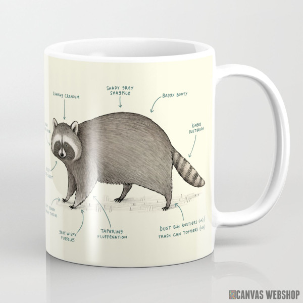 Šolja Anatomija rakuna