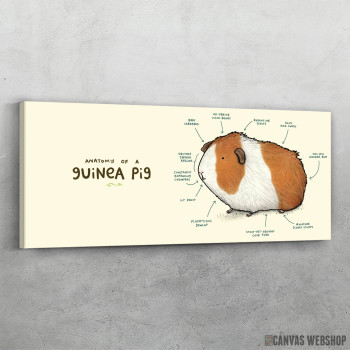 Slika Anatomija praseta