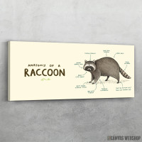 Slika Anatomija rakuna