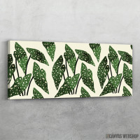 Slika Begonia maculata kucna biljka