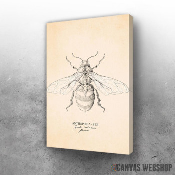 Slika Anthophila Bee Slika Anthophila Bee