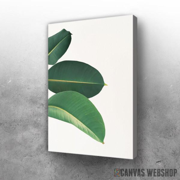 Slika Listovi fikusa