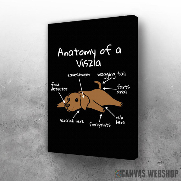 Slika Mađarska vižla anatomija