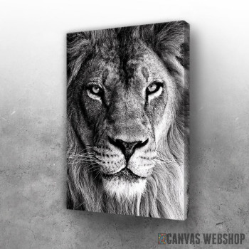Slika wild lion face Slika wild lion face